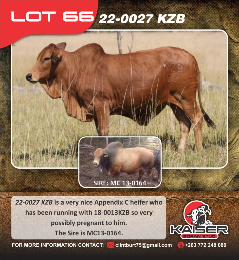 Lot 66
