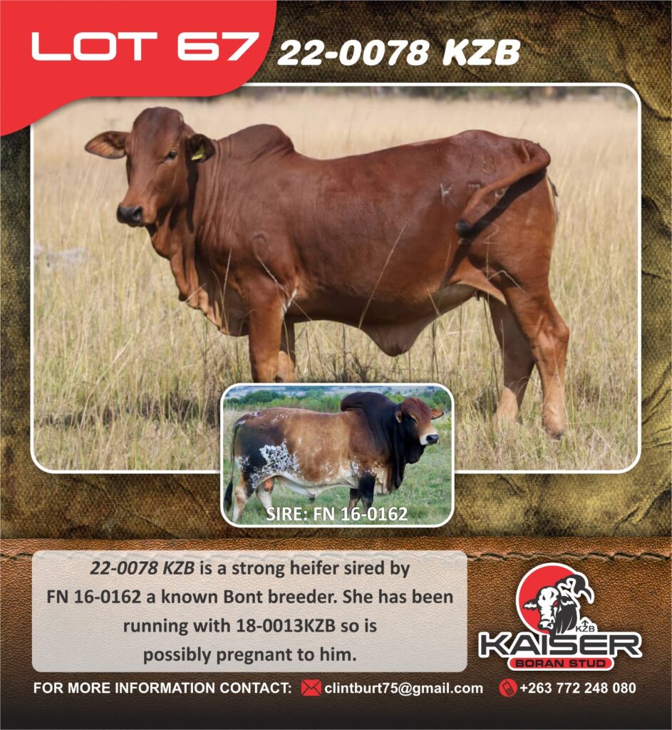Lot 67