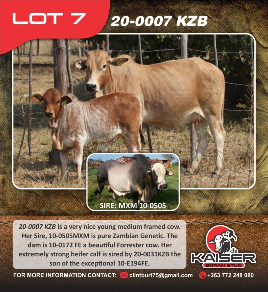 Lot 7