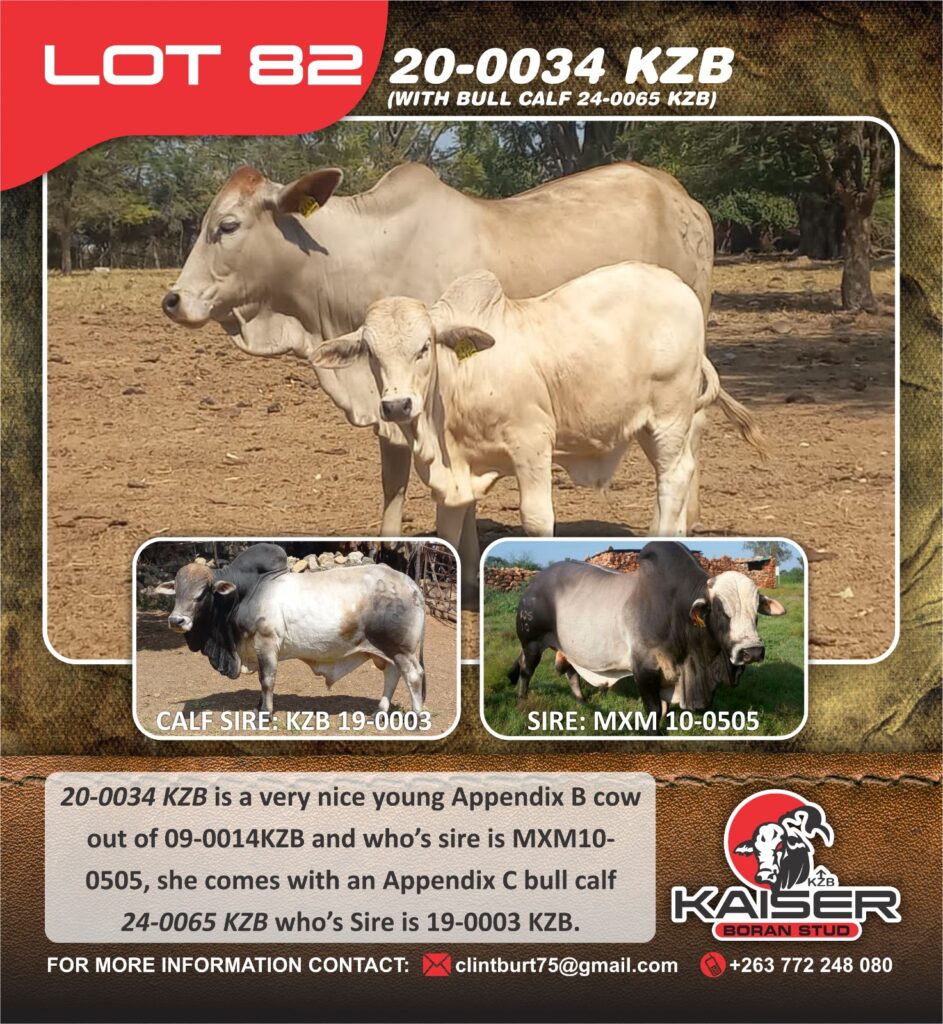 Lot 82