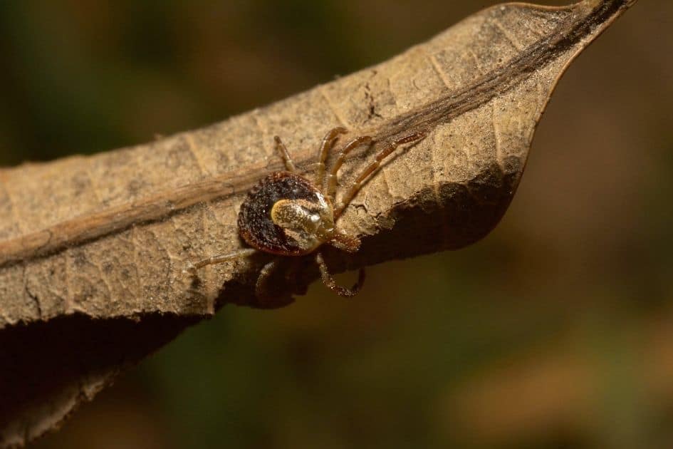 Amblyomma maculatum gulf coast tick on leaf- how to prevent tick bites when hiking