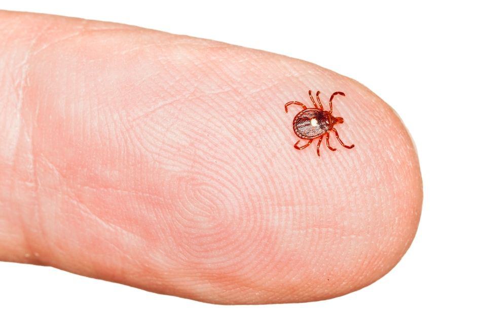 Lone Star tick close up- how to avoid tick bites when hiking