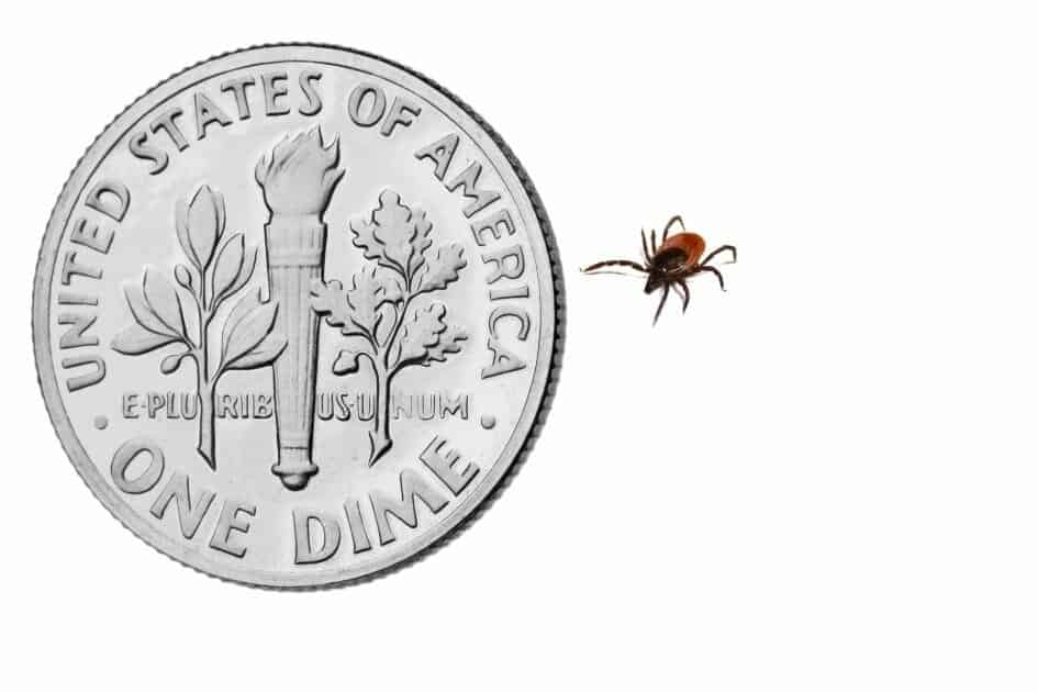 how to avoid tick bites when hiking- comparison of tick size to a dime