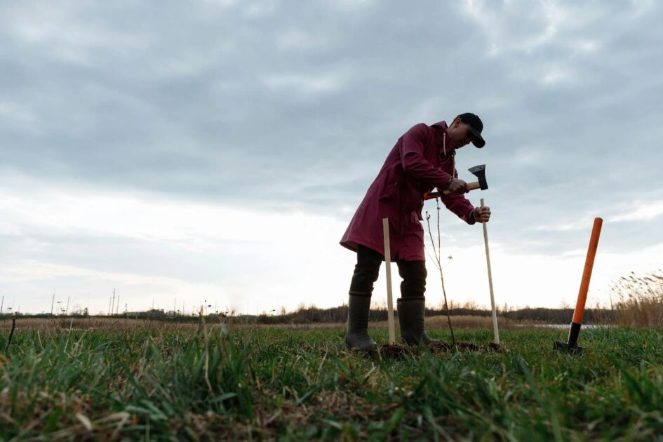 A person in a maroon coat and boots uses a hammer to drive stakes into the ground around a small sapling in a grassy field under a cloudy sky.