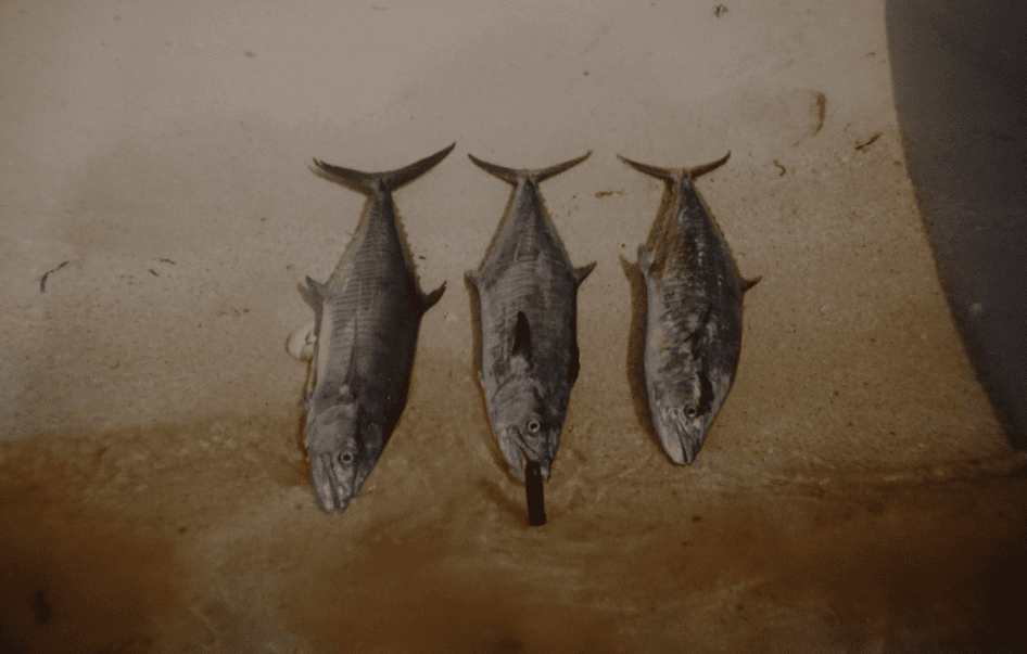 Mackerel live bait rigs