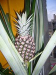 ananas 3