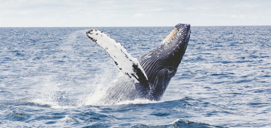 Whale Watching Queensland - Wicked Walkabout