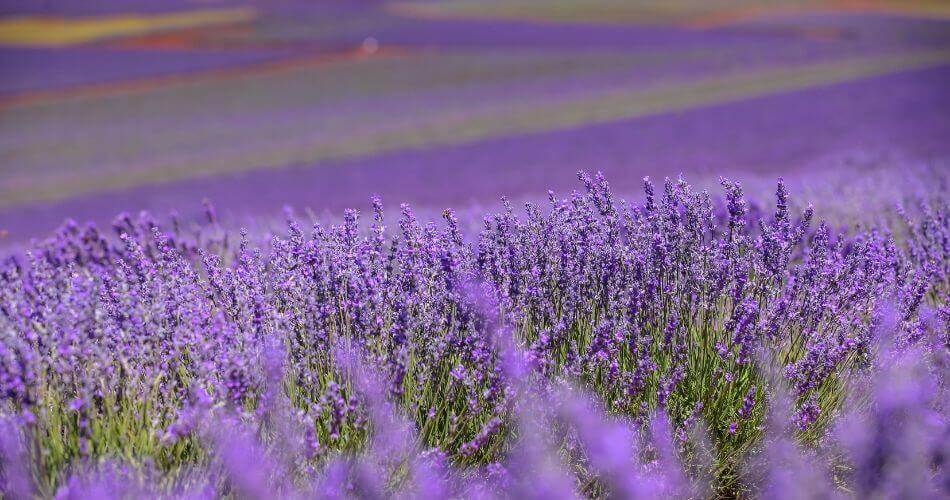 Bridestowe Estate Lavender Farm- Best Things to do in Tasmania Australia
