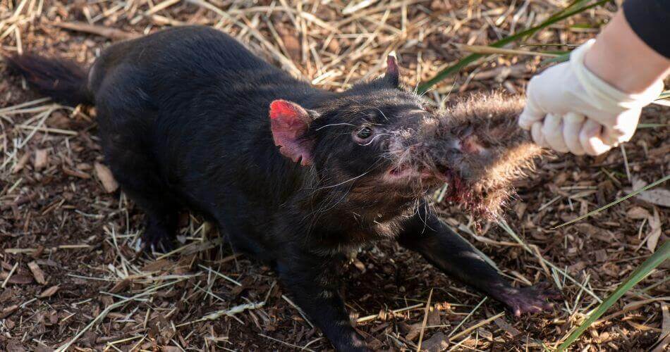Wildlife Parks - Best Things to do in Tasmania Australia