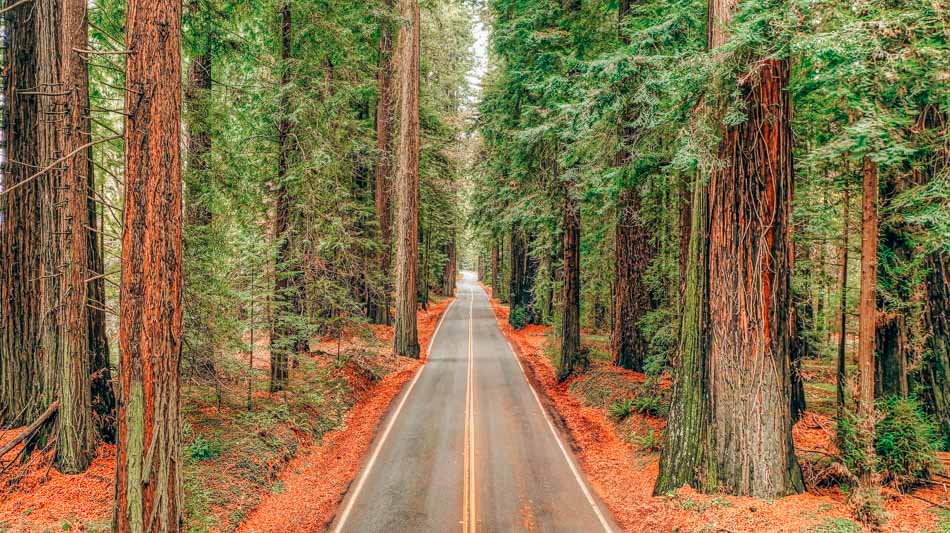 Avenue of the Giants on Highway 101 California