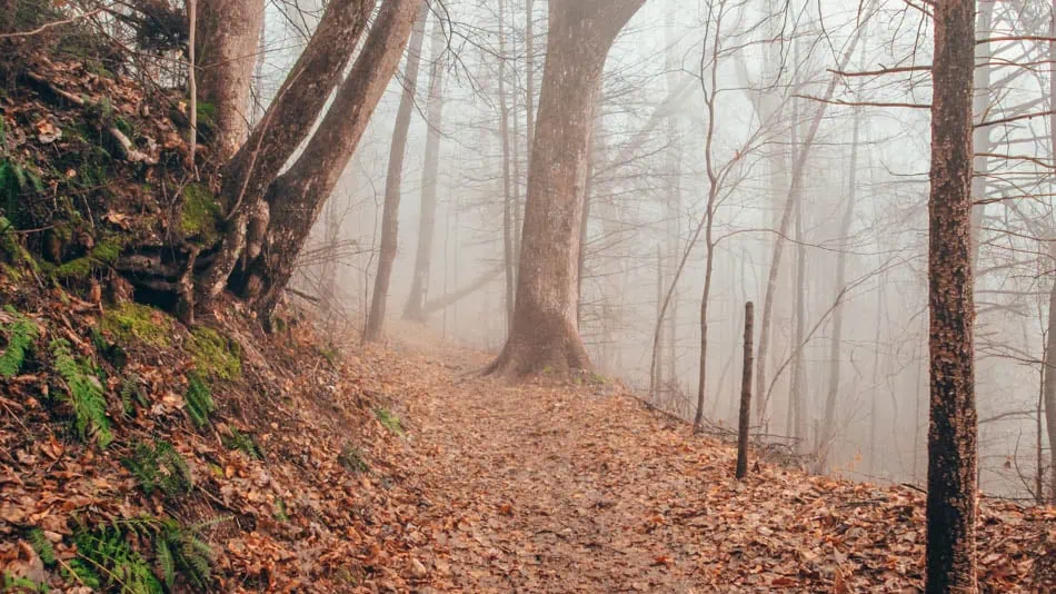 A foggy hike along Cucumber Branch Loop Trail in the fall in Great Smoky Mountains National Park