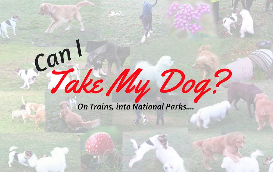 Can I Take My Dog?