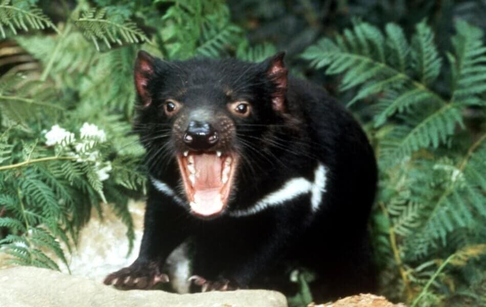 Tasmanian Devils