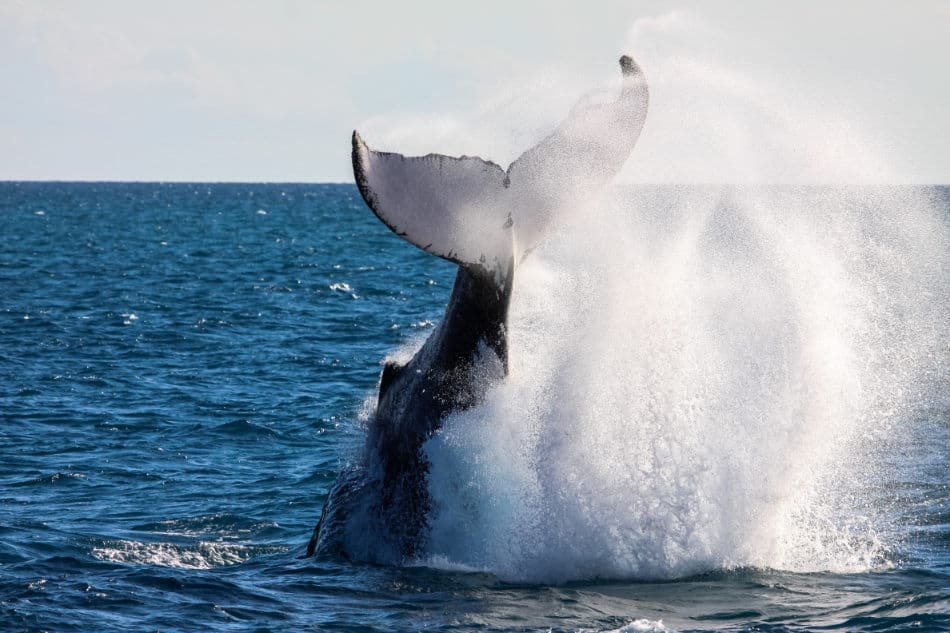 whale tail