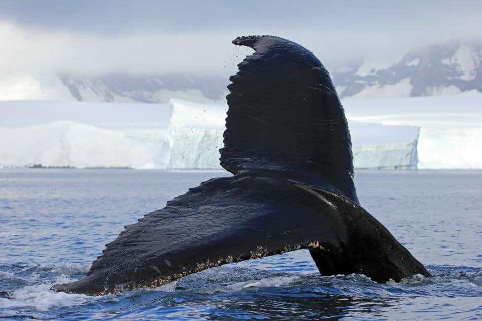 whale tail