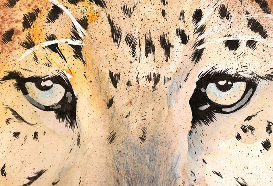 tiger