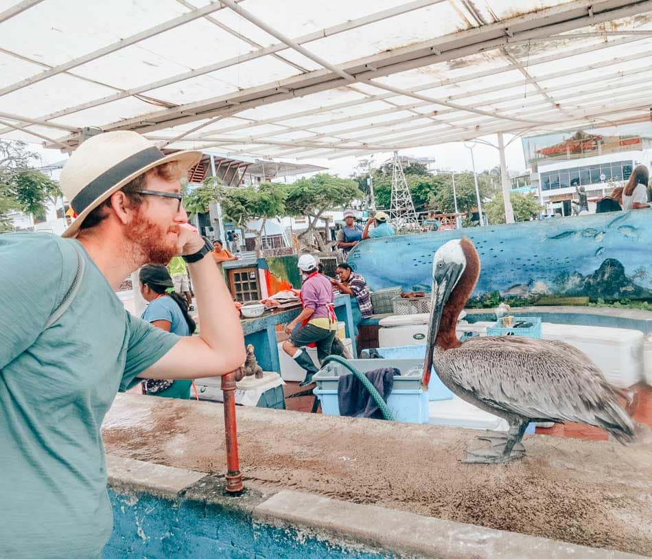 Man looking at a pelican at the Puerto Ayora fish market in Santa Cruz, Galapagos Islands.