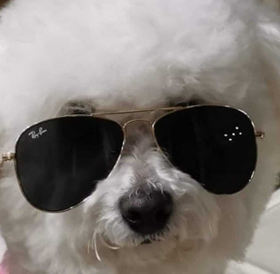 Teammitglied Candy mit 4 Haxen und Schwanz und Ray Ben Sonnenbrille » Augenpraxis Augenarzt St Valentin 5 x Ausgezeichnet BELIEBTESTE AUGENÄRZTE ÖSTERREICHS 2019+20+23+24 & andere Medien Team Augenpraxis Augenarzt St Valentin Dr. Alexander Fengler Ordination: Montag -Donnerstag : 10.00 - 15.00 Uhr