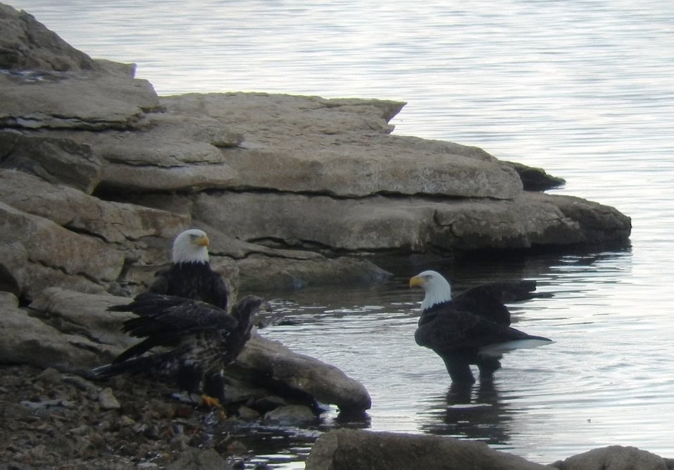 Eagles on a lake in northwest arkansas