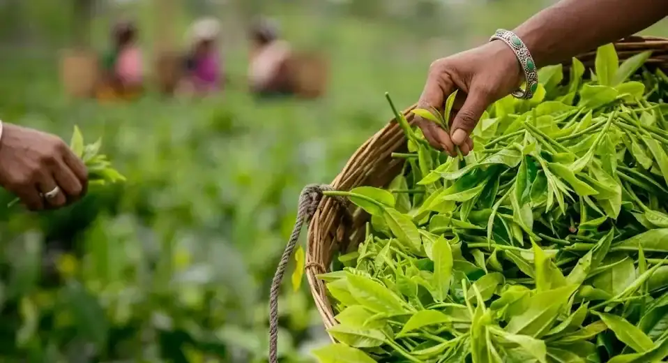 Chai Garden assam