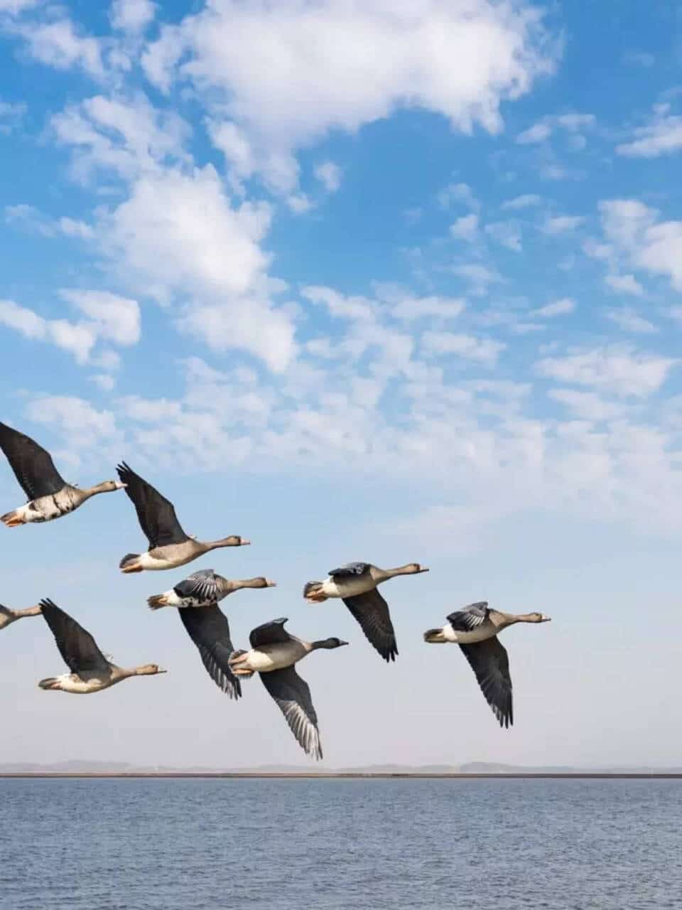 Migratory Birds