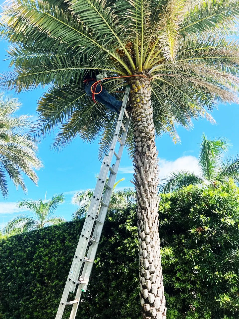 Jobs Gallery | Expert Tree Services, Palm Trimming, & Tree Care in Lake Worth & Palm Beach County | Tree Service | Explore our latest tree service projects in Lake Worth, Boca Raton, Delray Beach, and Palm Beach County. From precision trimming to full tree removal and site cleanup, our skilled tree experts offer precision, safely removing hazards, and helping revitalizing landscapes. Discover the Tree Maid Tree Service Difference! |%org_url%