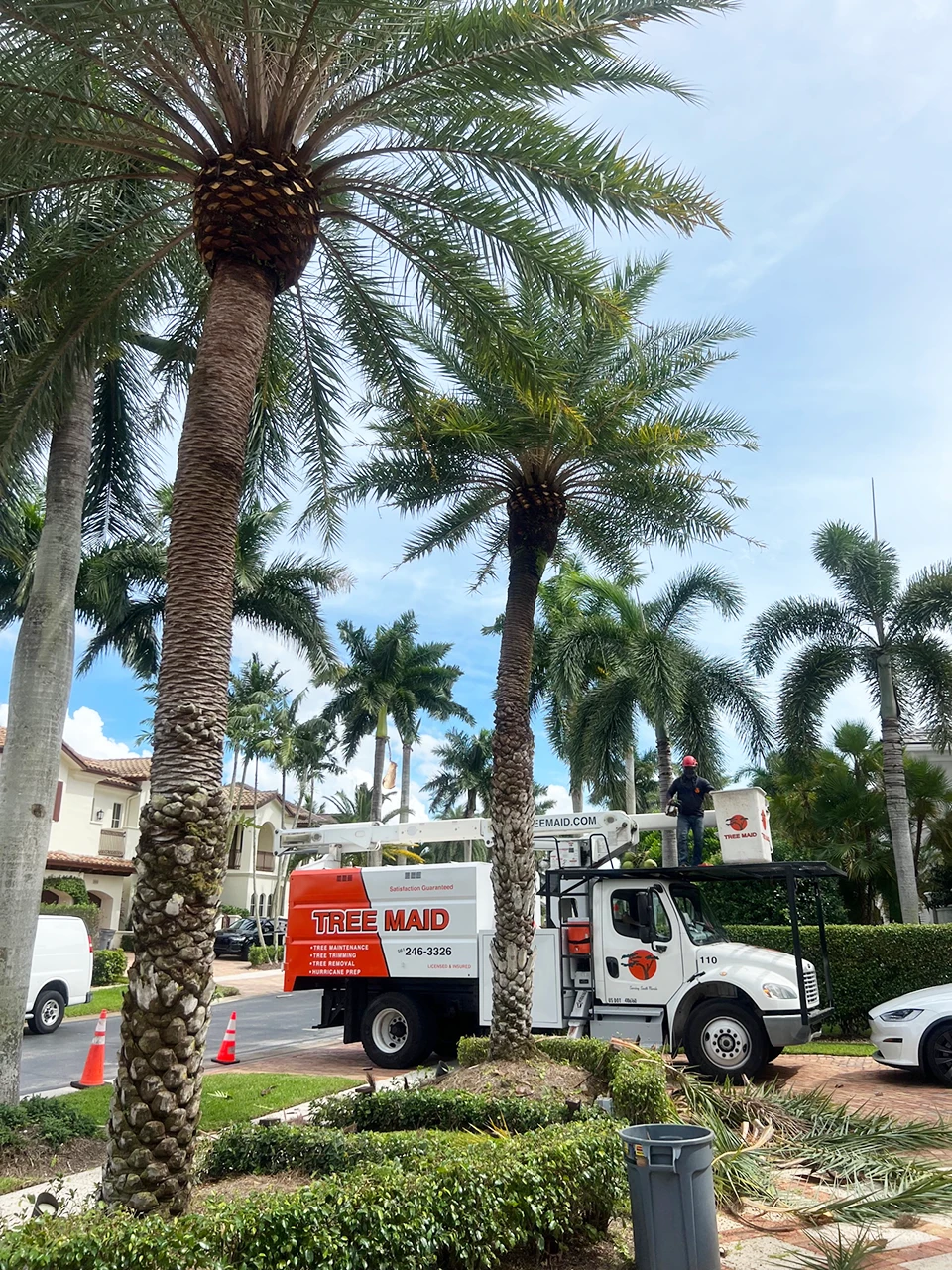 Jobs Gallery | Expert Tree Services, Palm Trimming, & Tree Care in Lake Worth & Palm Beach County | Tree Service | Explore our latest tree service projects in Lake Worth, Boca Raton, Delray Beach, and Palm Beach County. From precision trimming to full tree removal and site cleanup, our skilled tree experts offer precision, safely removing hazards, and helping revitalizing landscapes. Discover the Tree Maid Tree Service Difference! |%org_url%