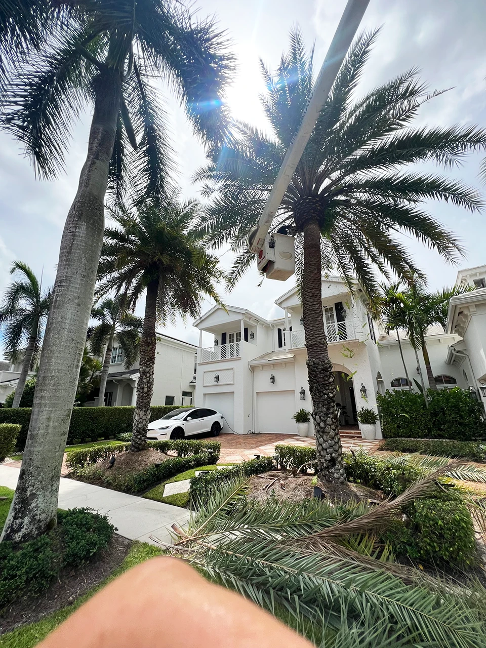 Jobs Gallery | Expert Tree Services, Palm Trimming, & Tree Care in Lake Worth & Palm Beach County | Tree Service | Explore our latest tree service projects in Lake Worth, Boca Raton, Delray Beach, and Palm Beach County. From precision trimming to full tree removal and site cleanup, our skilled tree experts offer precision, safely removing hazards, and helping revitalizing landscapes. Discover the Tree Maid Tree Service Difference! |%org_url%