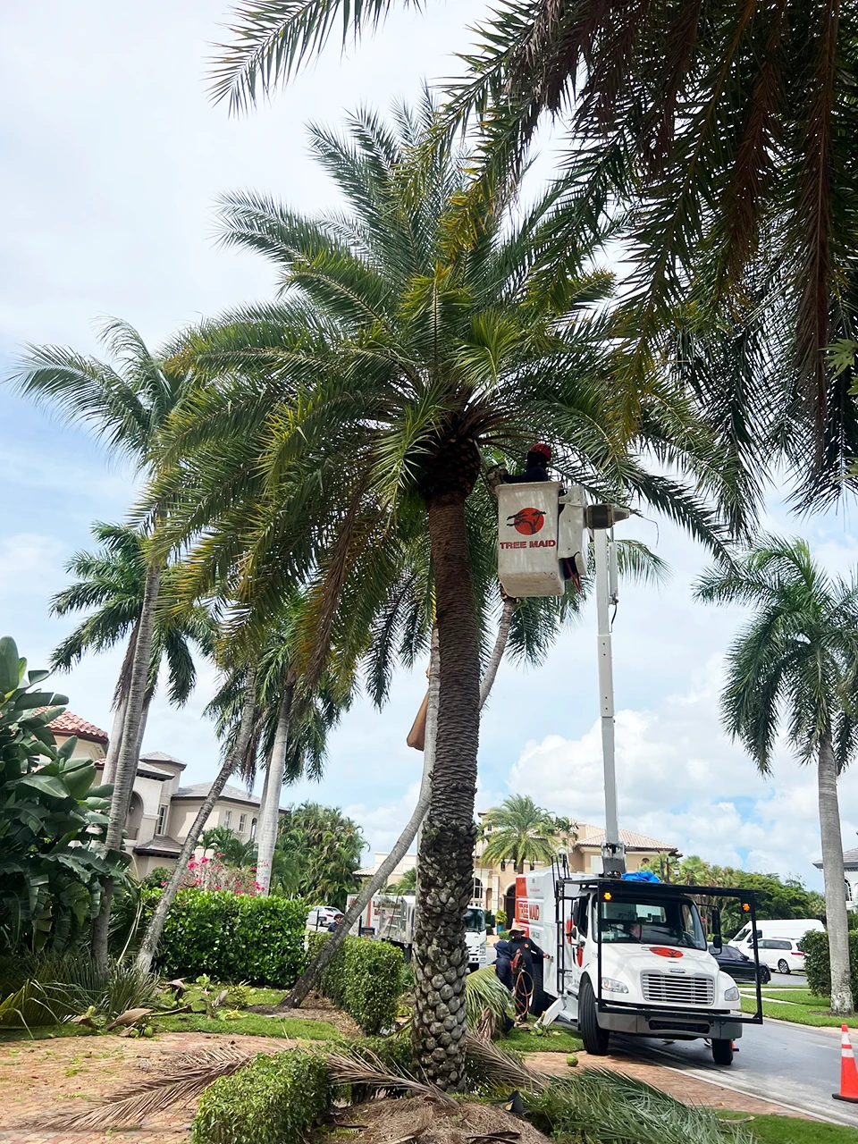 Tree  trimming Delray Beach and Palm Beach County by Tree Maid tree services. 100% Satisfaction promise for removal, stump removal, pruning, crown reduction, and tree care