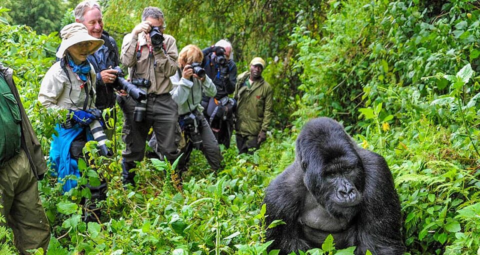 Tanzania Migration & Gorilla Trekking Safari in Rwanda and Uganda