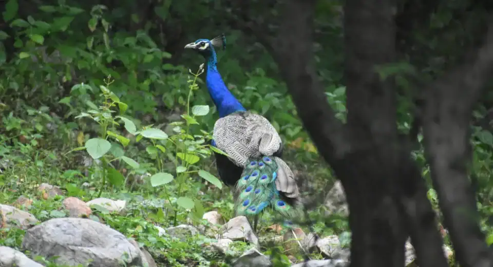 Sariska Jungle Safari Alwar