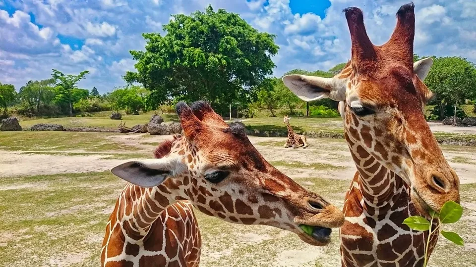 Zoo Miami