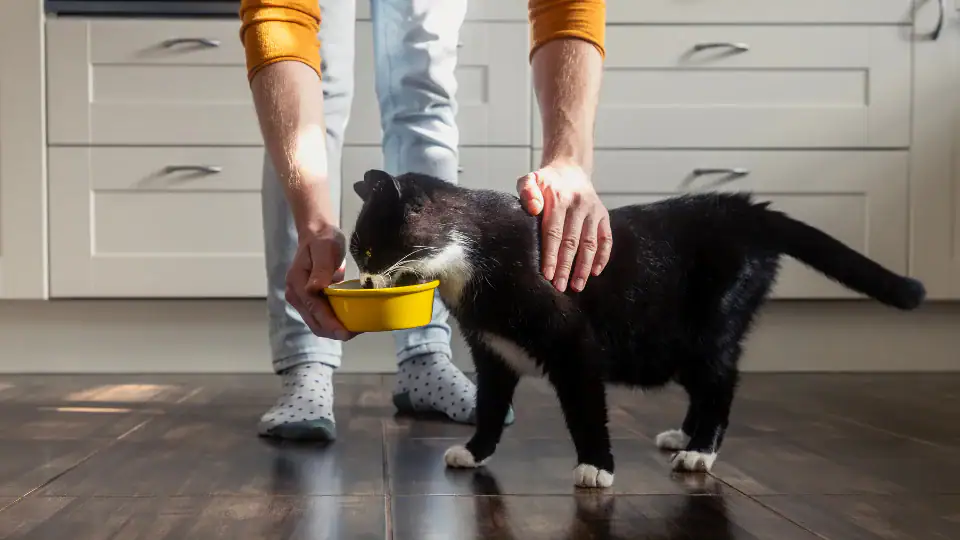 Pet Food Is Changing in Italy: Health-Focused Labels Are Reshaping What Pet Parents Put in Their Carts