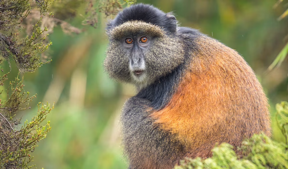 6 Days Rwanda–Uganda Primate Safari | Golden Monkeys, Gorillas & Chimps from Kigal