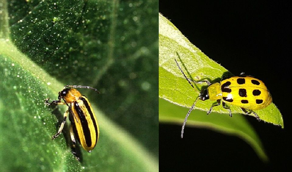 Striped Cucumber Beetle and Spotted Cucumber Beetle