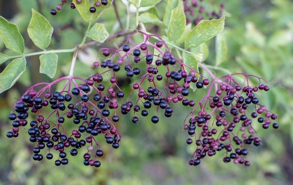 Elderberries