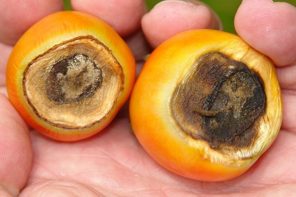 Tomato Blossom End Rot