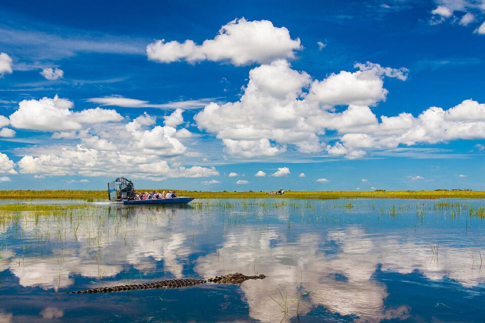 Everglades airboat with alligator