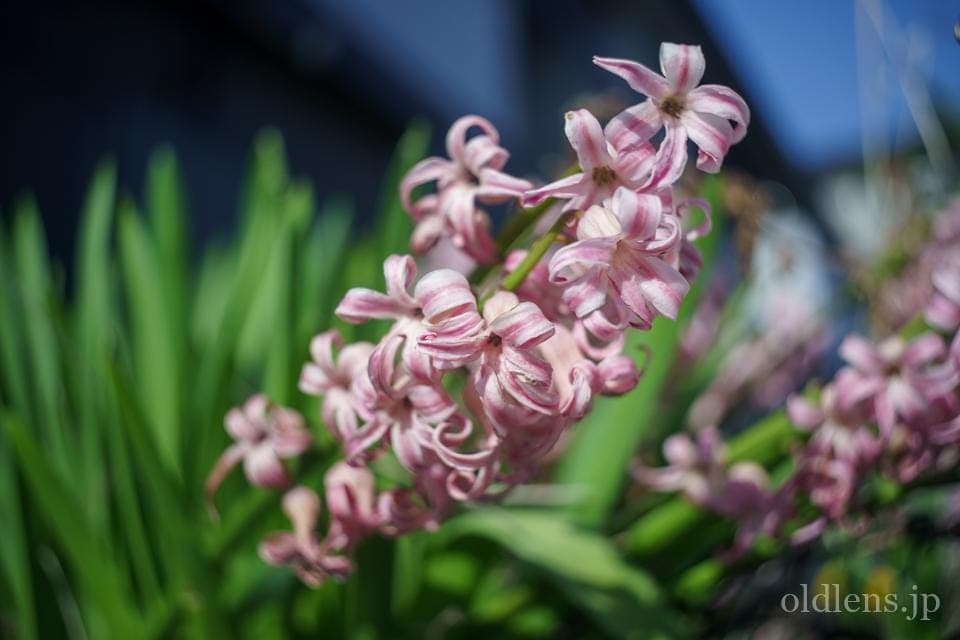 Leica(Leitz) Summaron 35mm F3.5 Lマウント 描写の特徴とレビュー作例 花 エモい写真画像 ブログ