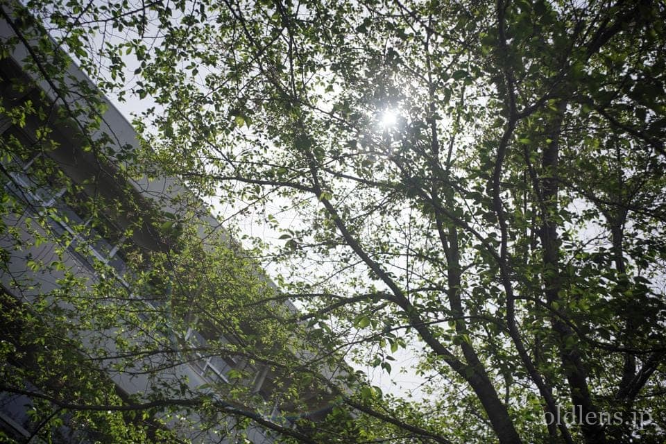 Leica(Leitz) Summaron 35mm F3.5 Lマウント 描写の特徴とレビュー作例 学校の桜の木 エモい写真画像 ブログ