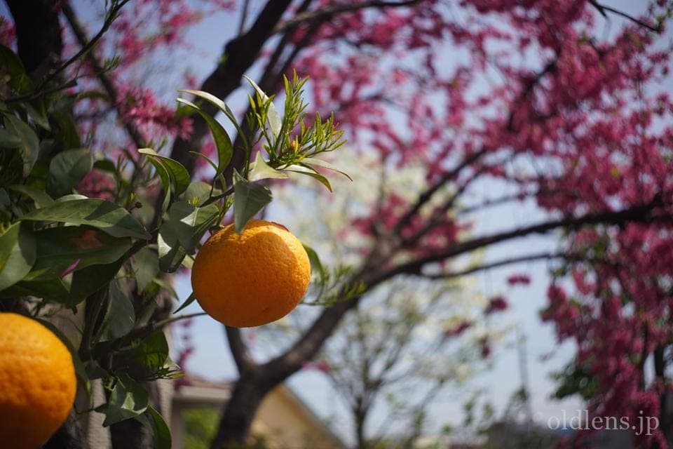 Leica(Leitz) Summaron 35mm F3.5 Lマウント 描写の特徴とレビュー作例 みかんと梅の木 春の訪れ エモい写真画像 ブログ