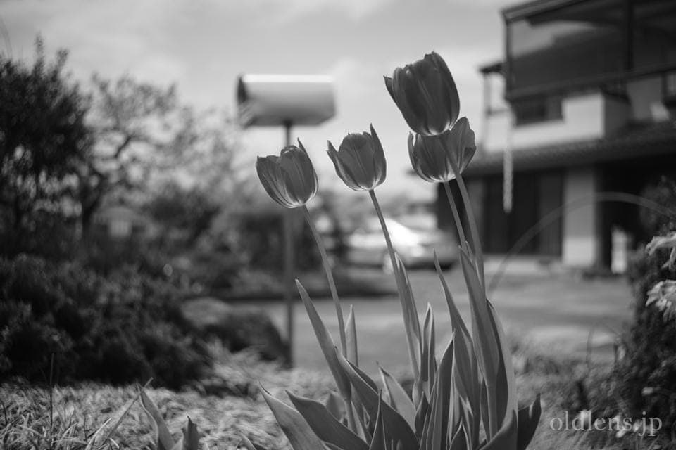 Leica(Leitz) Summaron 35mm F3.5 Lマウント 描写の特徴とレビュー作例 白黒モノクロ チューリップ エモい写真画像 ブログ