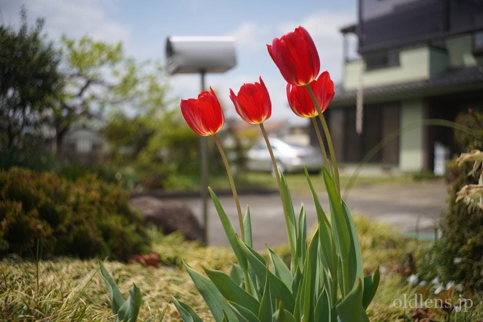 Leica(Leitz) Summaron 35mm F3.5 Lマウント 描写の特徴とレビュー作例 春爛漫チューリップ エモい写真画像 ブログ