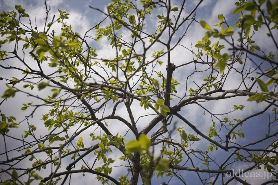 Leica(Leitz) Summaron 35mm F3.5 Lマウント 描写の特徴とレビュー作例 春の訪れを告げる新緑 エモい写真画像 ブログ