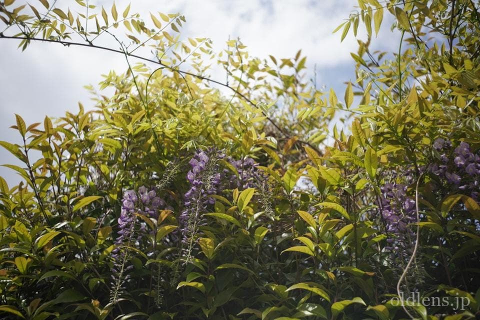 Leica(Leitz) Summaron 35mm F3.5 Lマウント 描写の特徴とレビュー作例 春の訪れを告げる美しい藤の花 エモい写真画像 ブログ