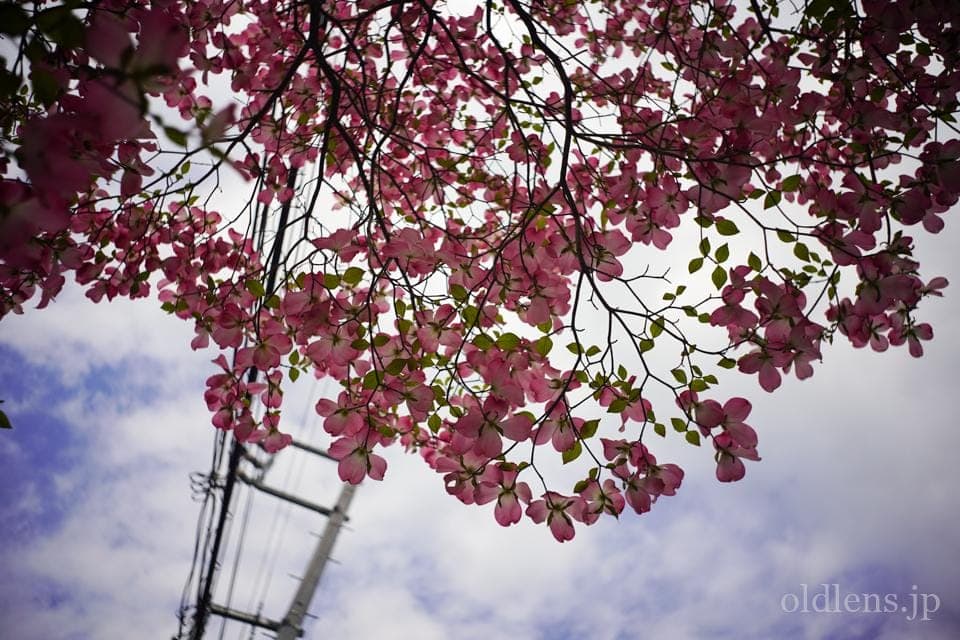 Leica(Leitz) Summaron 35mm F3.5 Lマウント 描写の特徴とレビュー作例 春の訪れを告げる美しい草花 エモい写真画像 ブログ