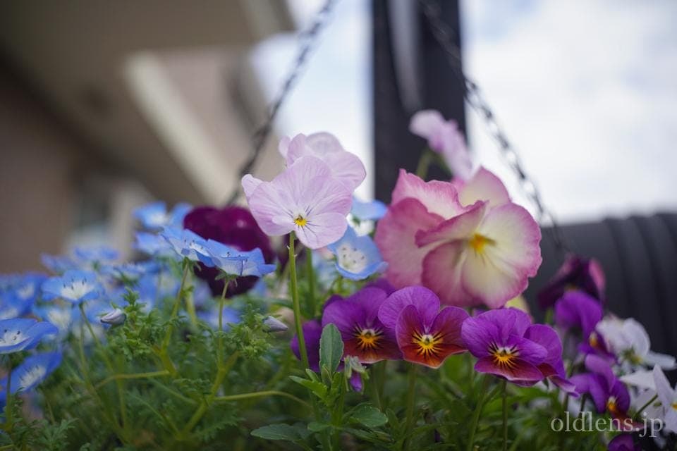 Leica(Leitz) Summaron 35mm F3.5 Lマウント 描写の特徴とレビュー作例 春の訪れを告げる美しい草花ガーデニング エモい写真画像 ブログ