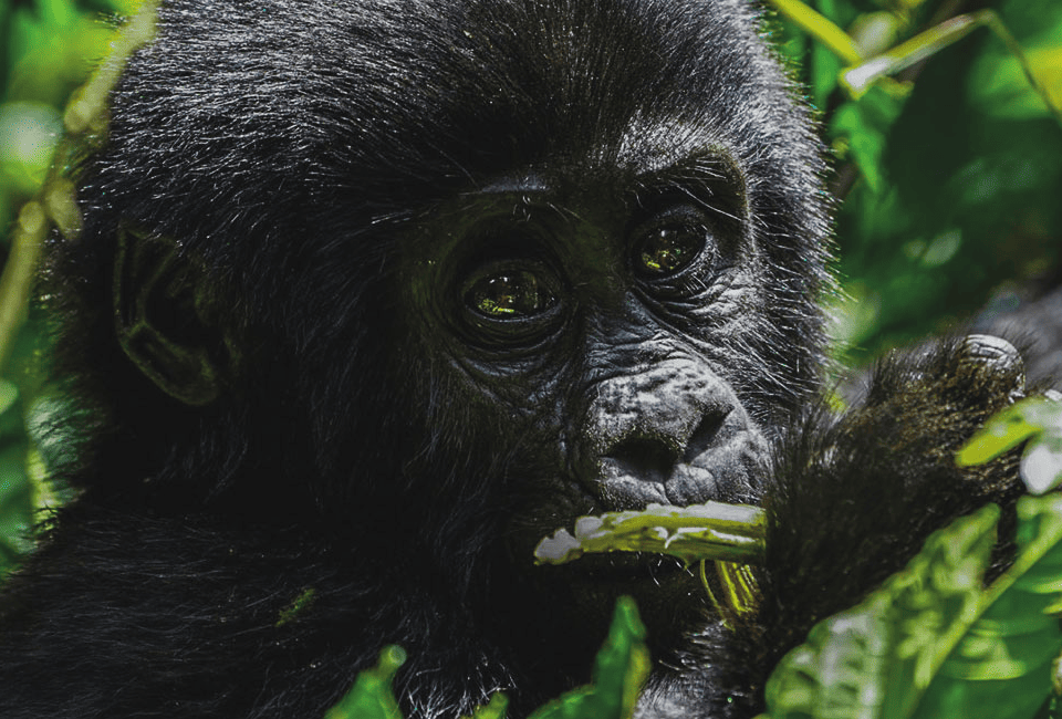 4 Days Gorilla & Chimpanzee Trekking Luxury Fly-In Safari in Uganda