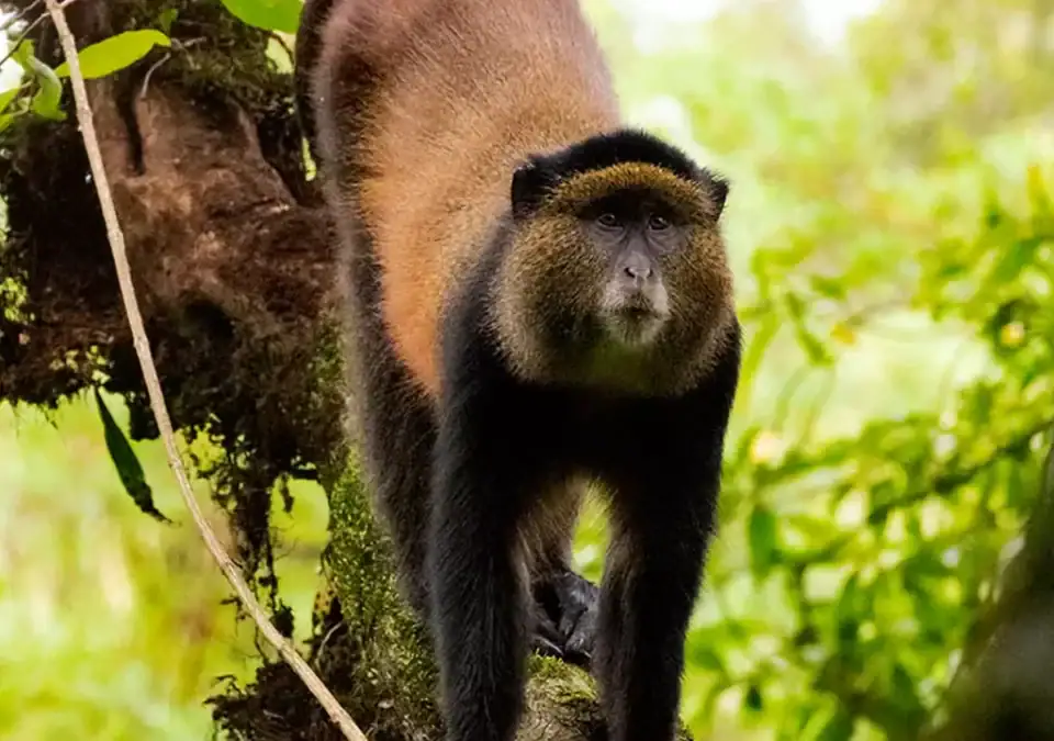 7 Days Rwanda Primates and Big Five Safari: Gorilla Trekking, Chimpanzees, Golden Monkeys & Akagera Wildlife Guide