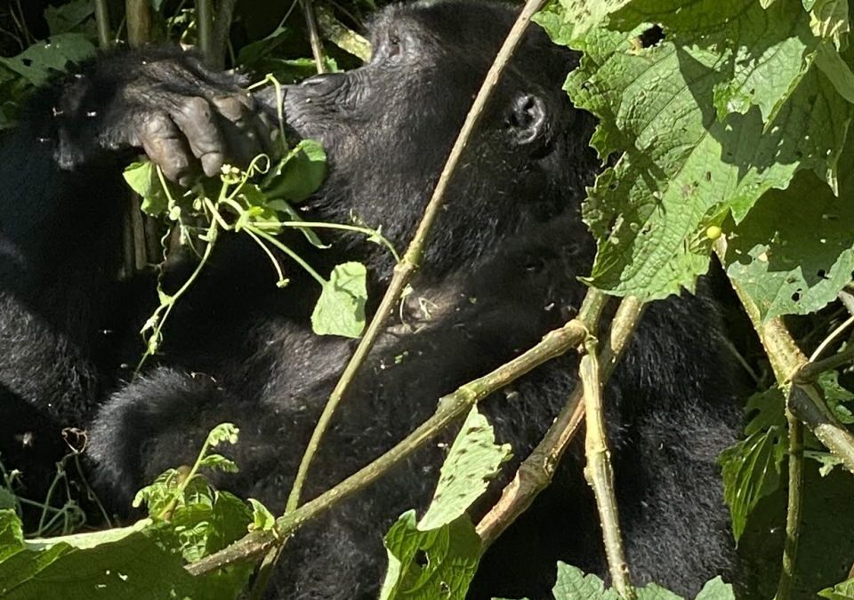 Flying Safaris to Mgahinga Gorilla National Park